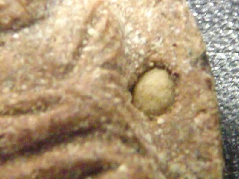 หน้าหลวงปู่ทวด หลังสมเด็จโต ฝังพระธาตุกับไรไม่รู้ดำๆ ครับ 