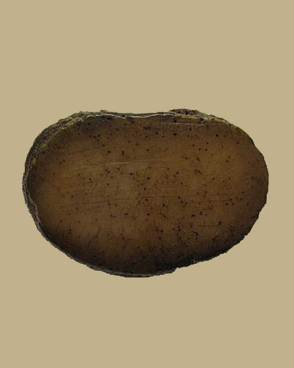 เสือ หลวงพ่อสาย วัดบางเหี้ย จ.สมุทรปราการ ศิลป์นิยม