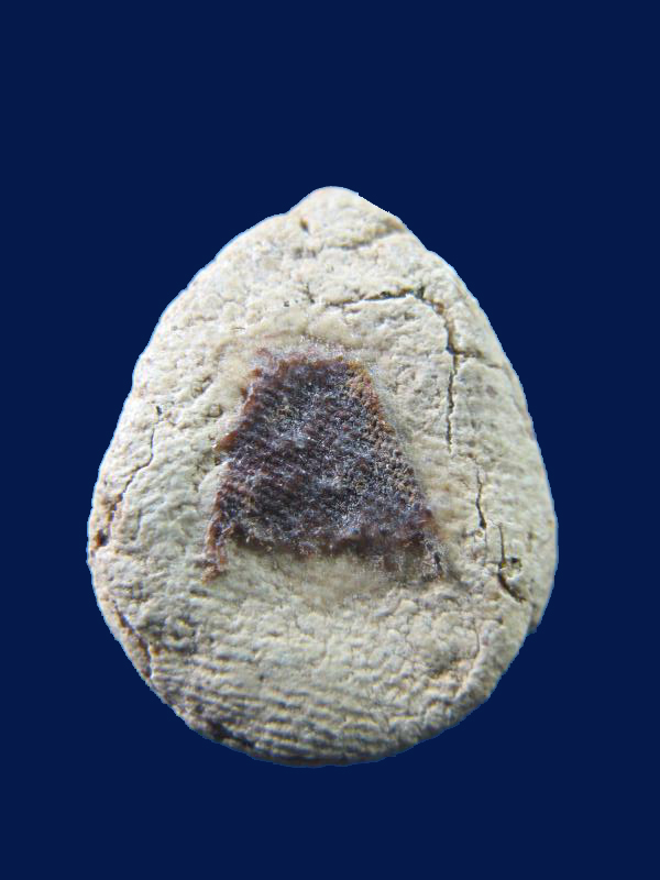 $ พระกลีบบัวหลังจีวร หลวงพ่อฤาษีลิงดำ วัดท่าซุง จ.อุทัยธานี เคาะเดียว ๒ องค์ครับ 