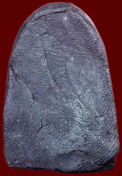 *หลวงพ่อทวดหมาน พิมพ์กลาง ซุ้มกอ เนื้อว่าน รุ่นแรก ปี๒๕๐๗ ท่านอาจารย์นอง วัดทรายขาว ปัตตานี(2)*