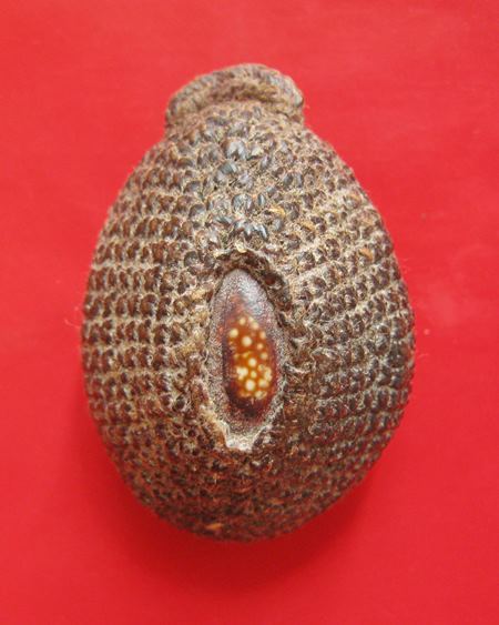 เบี้ยแก้ หลวงพ่อแล วัดพระทรง จ.เพชรบุรี ปี 2509 