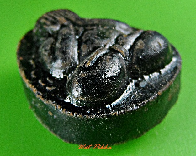 พระปิดตาหลวงพ่อเมตตา วัดโพธิ์เลื่อน ปทุมธานี .D63.