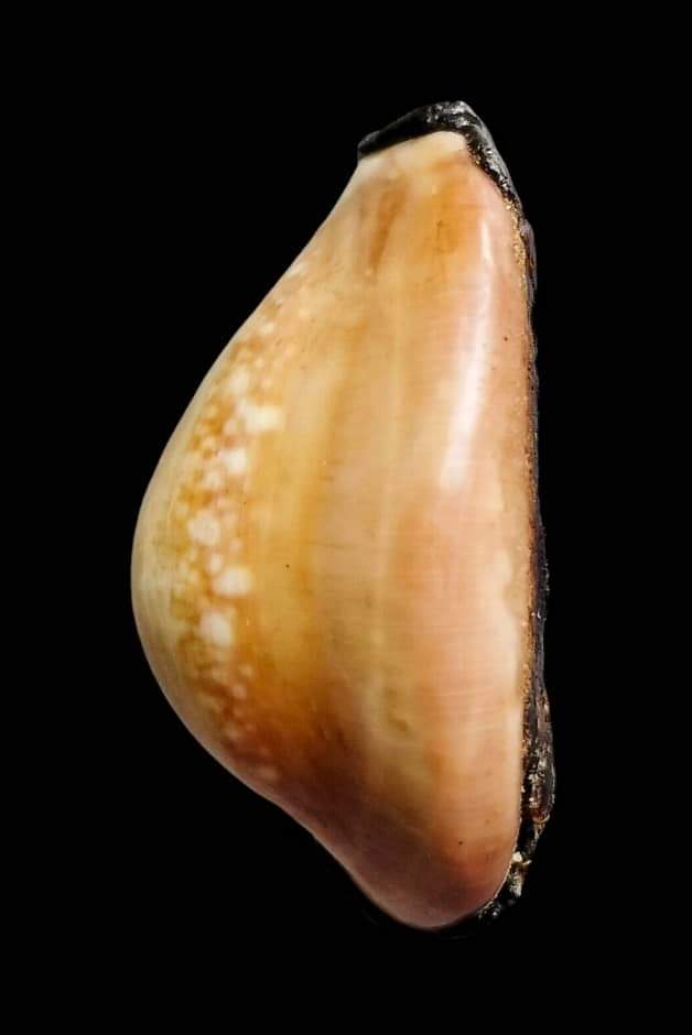 เบี้ยแก้หลวงพ่อคำ ปัญญาสาโร วัดโพธิ์ปล้ำ อ.วิเศษชัยชาญ จ.อ่างทอง