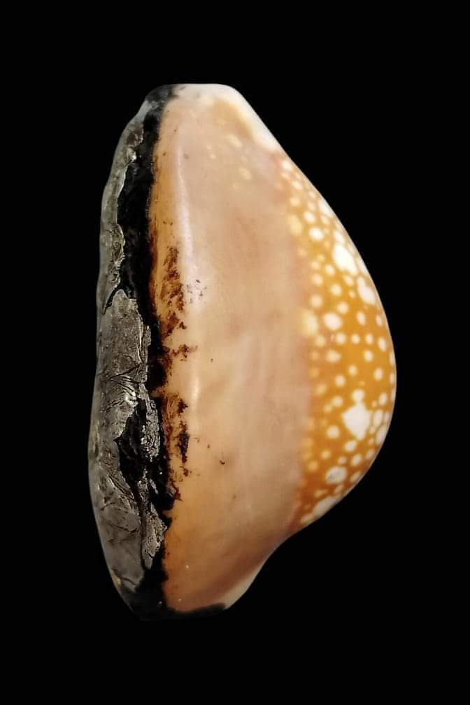 เบี้ยแก้หลวงพ่อซำ อินฺทวัณโณ วัดตลาดใหม่ จ.อ่างทอง 