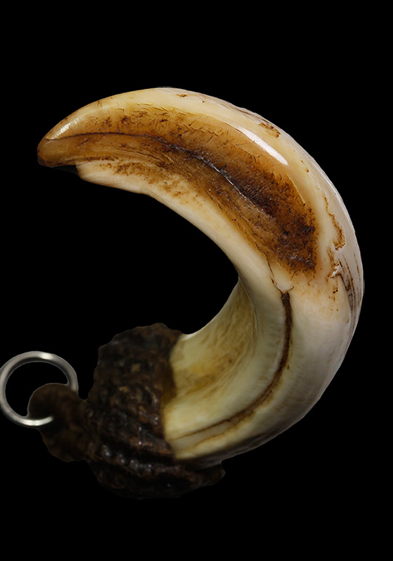 ""เvี้eวหมูตัน"" วัตถุอาถรรพ์เป็นของดีของทนสิทธิ์มีฤทธิ์ในตัว