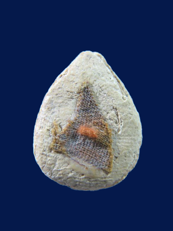 $ พระกลีบบัวหลังจีวร หลวงพ่อฤาษีลิงดำ วัดท่าซุง จ.อุทัยธานี เคาะเดียว ๒ องค์ครับ 