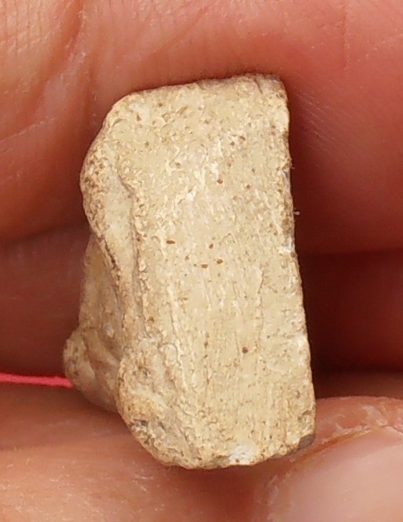 พระนางพญาหลวงปู่เทียน วัดโบสถ์ ปทุมธานี ยุคต้นก่อนปี ๒๕๐๐