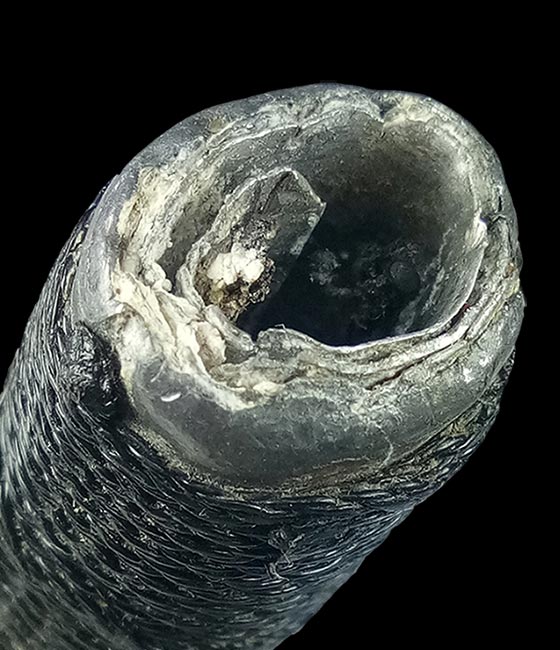 ตะกรุดโทน 2 กษัตริย์ ยุคต้น (ตะกั่ว+อลูมิเนียม) หลวงพ่อกวย ชุตินธโร วัดโฆสิตาราม จ.ชัยนาท