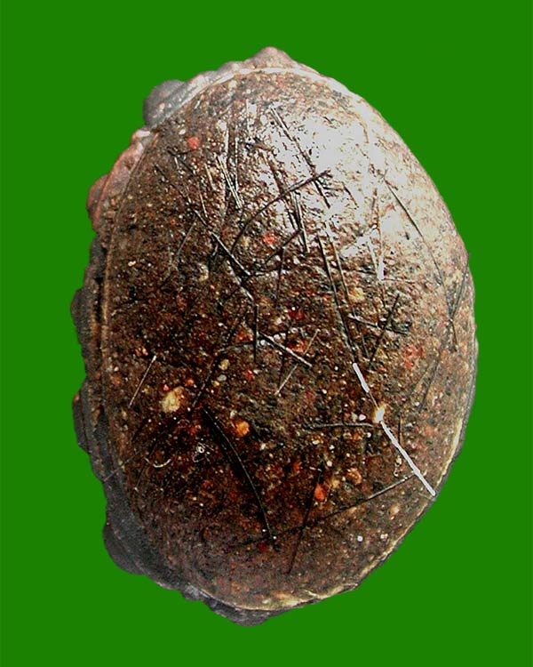 พระกริ่งอรหันต์ +พระชัย เนื้อชนวนอุดผง หลวงปู่คำผา ฆรมุตฺโต วัดป่าคำนกถัว  .....เคาะแรก