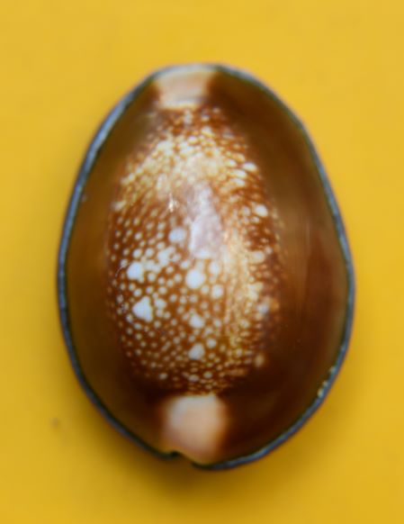 เบี้ยแก้หลวงปู่พิศดู วัดเทพธารทอง 