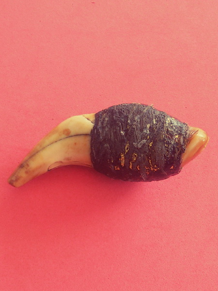 เขี้ยวหมี ตัวเขี้ยวยาวประมาณ 7.8 ซ.ม จุ่มรักปิดทองเก่า