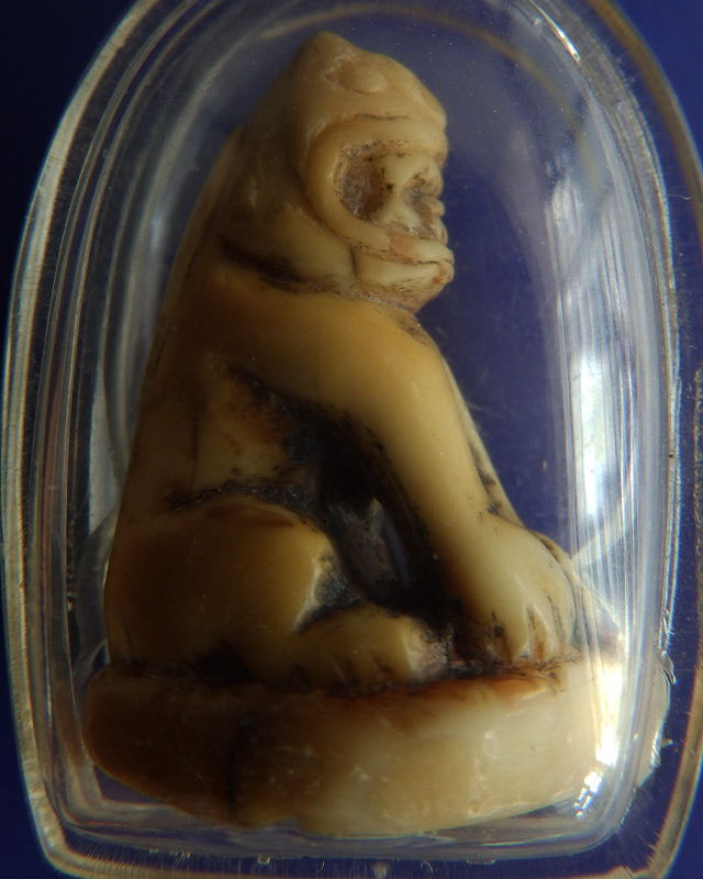 เขี้ยวเสือแกะ เก่า สูง 3 ซ.ม.