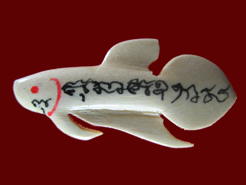 $ ปลากัด หลวงพ่อน่วม วัดโพธิ์ศรีเจริญ สุพรรณบุรี ( ไม้วาสนา )