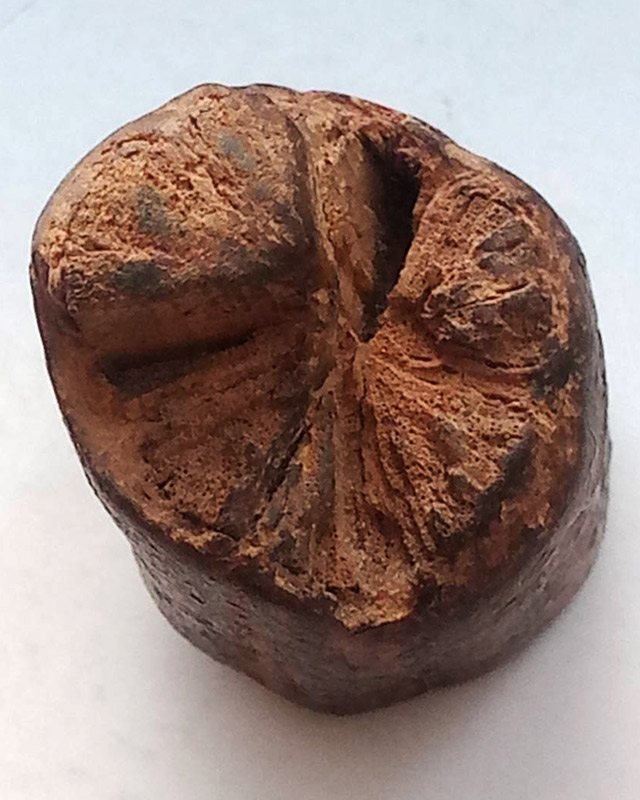 ตะกรุดไม้เก่ามากๆ ขนาด 1.5 x 2 ซ.ม. เชือกถักหลุดลุ่ยไปแล้ว