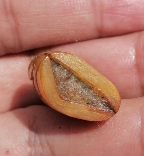 เขี้ยวเสือเก่าๆไม่ทราบที่ เคาะเดียว  