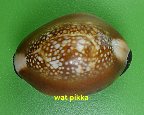 เบี้ยกัน บรรจุทรายเสก+แร่เขาพนมกุเลนฯ หลวงปู่สิงห์ วัดบ้านขี้เหล็ก ศรีสะเกษ .4221.*