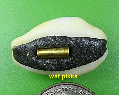 เบี้ยมหาโภคทรัพย์ ฝังตะกรุดหัวใจเศรษฐี หลวงปู่สิงห์ วัดบ้านขี้เหล็ก ศรีสะเกษ .4228.*