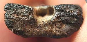 *พระกรุวัดตะไกร อยุธยา เนื้อว่าน*