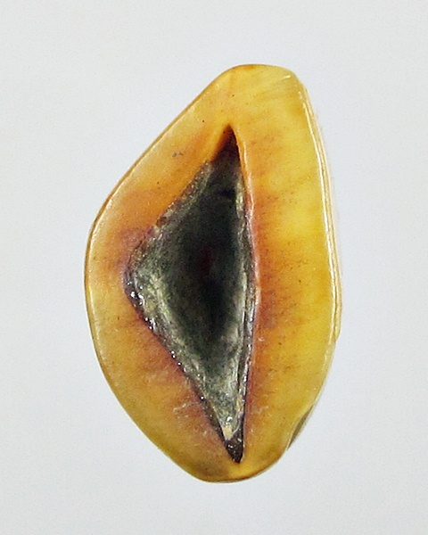 เสือหลวงพ่อแตง วัดอ่างศิลา ชลบุรี