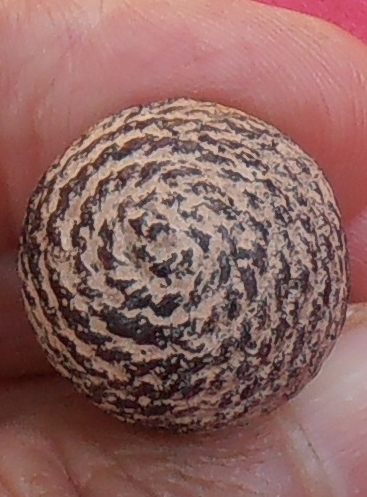 ลูกอมโสฬสเทียนชัย หลวงพ่อปลอด วัดในปากทะเล