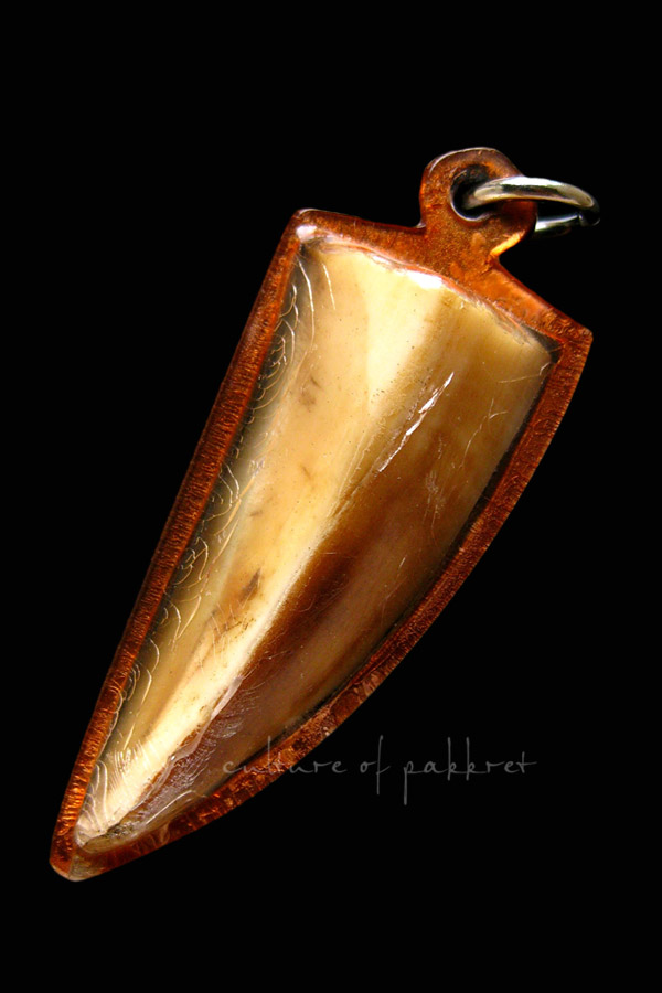 เขี้ยวหมูป่าตัน (2139)