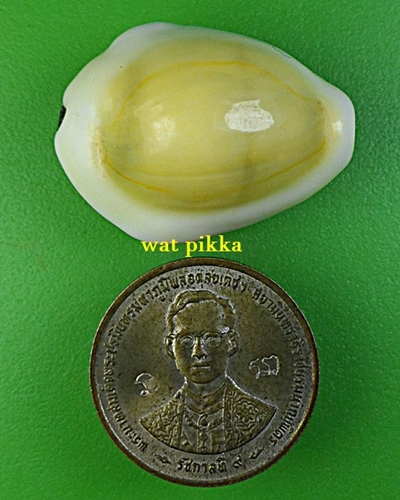 เบี้ยมหาโภคทรัพย์ฝังตะกรุดหัวใจเศรษฐี หลวงปู่สิงห์ วัดบ้านขี้เหล็ก ศรีสะเกษ *.B833.*