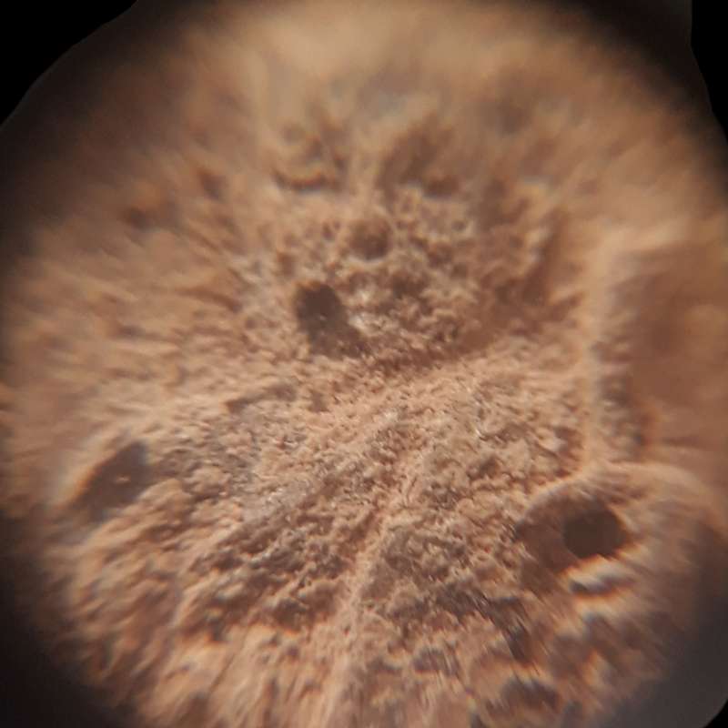 หลวงพ่อแช่ม วัดฉลอง ภูเก็ต เนื้อผงว่าน ปี 2511 พิมพ์พัดใหญ่