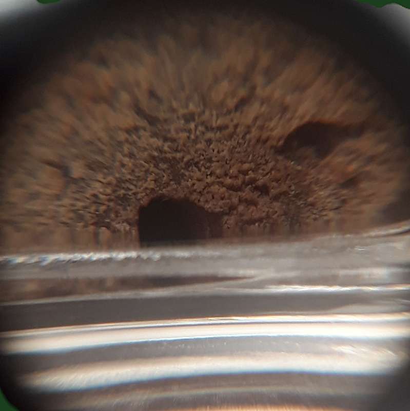 หลวงพ่อแช่ม วัดฉลอง ภูเก็ต เนื้อผงว่าน ปี 2511 พิมพ์พัดใหญ่