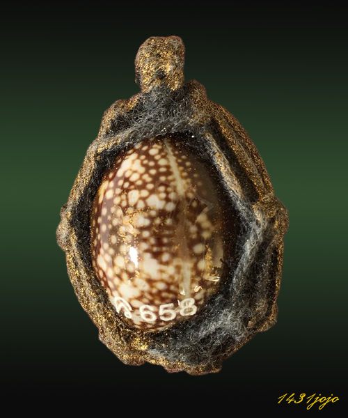 เบี้ยแก้มหาลาภ(บารมีพระบรมธาตุฯ).พิธีมหาเทวา-พุทธภิเษก ณ มณฑลพิธีวิหาร วัดพระบรมธาตุ จ. นครศรีธรรมรา