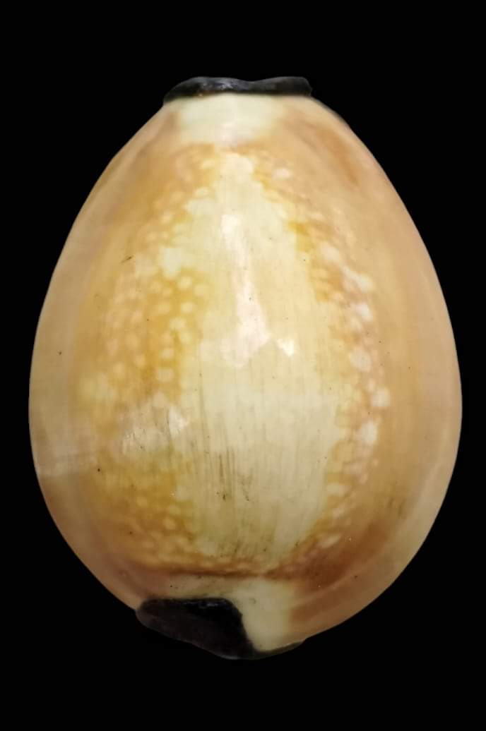 เบี้ยแก้หลวงพ่อคำ ปัญญาสาโร วัดโพธิ์ปล้ำ อ.วิเศษชัยชาญ จ.อ่างทอง