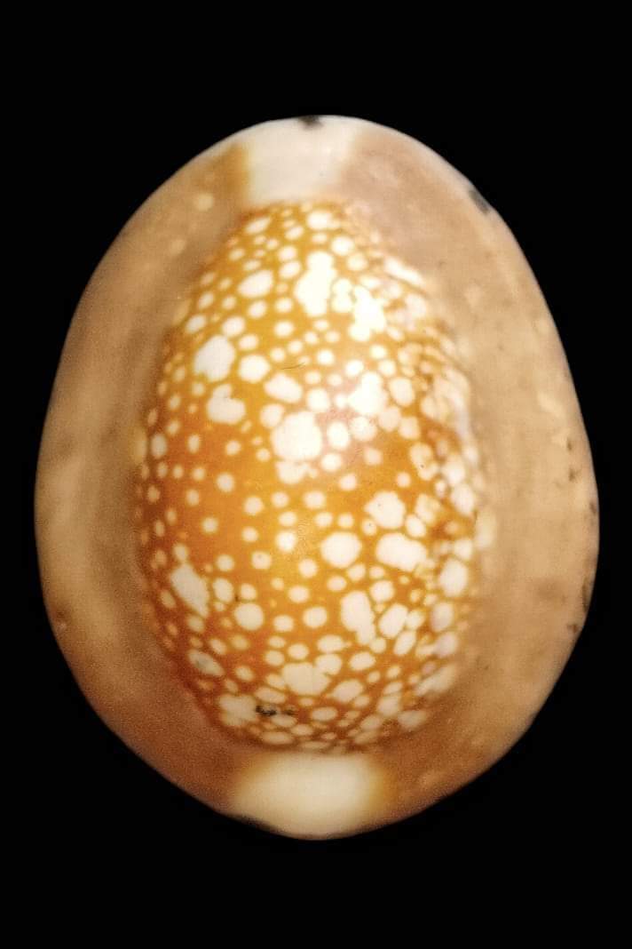 เบี้ยแก้หลวงพ่อซำ อินฺทวัณโณ วัดตลาดใหม่ จ.อ่างทอง 