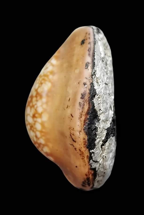 เบี้ยแก้หลวงพ่อซำ อินฺทวัณโณ วัดตลาดใหม่ จ.อ่างทอง 