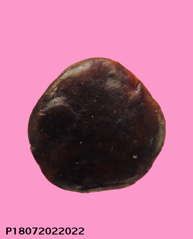 ฤาษี หน้าทองคำ เนื้อชันโรง