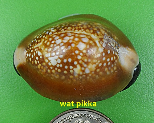 เบี้ยกัน บรรจุทรายเสก+แร่เขาพนมกุเลนฯ หลวงปู่สิงห์ วัดบ้านขี้เหล็ก ศรีสะเกษ .4221.*