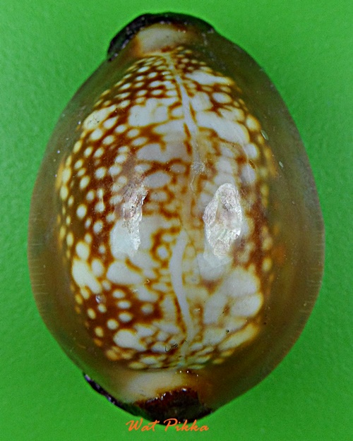 เบี้ยแก้หลวงพ่อพิเชฐ วัดโคกหม้อ ลพบุรี *.5483.*