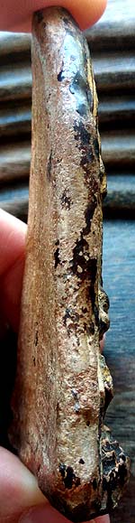 *พระโคนสมอ อยุธยา ปางสมาธิ เนื้อดินลงรักปิดทองเดิม*