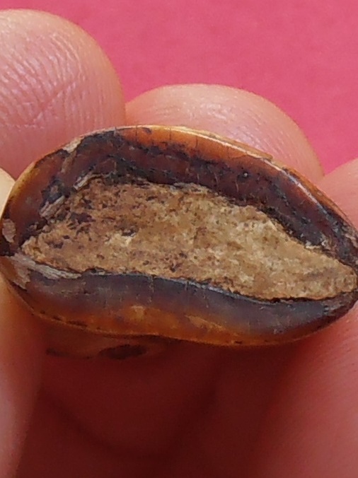 เสือ(เขี้ยวหมูป่า)