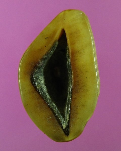 เสือแกะ หลวงพ่อแตง วัดอ่างศิลา ชลบุรี เก่าแท้ดูง่าย 