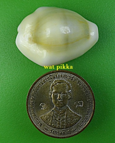 เบี้ยมหาโภคทรัพย์ฝังตะกรุดหัวใจเศรษฐี หลวงปู่สิงห์ วัดบ้านขี้เหล็ก ศรีสะเกษ *.B832.*