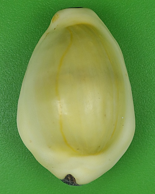 เบี้ยมหาโภคทรัพย์ฝังตะกรุดหัวใจเศรษฐี หลวงปู่สิงห์ วัดบ้านขี้เหล็ก ศรีสะเกษ .B833.