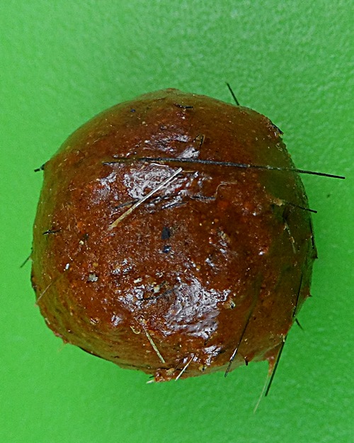 ลูกอมว่าน108ผสมชานหมาก+เกศา ญาท่านเขียน ป่าช้าโพนสิม อุบลราชธานี .B837.