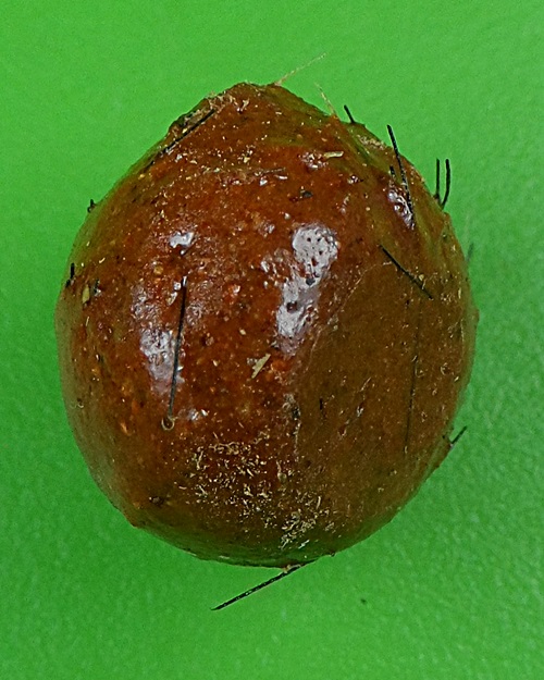 ลูกอมว่าน108ผสมชานหมาก+เกศา ญาท่านเขียน ป่าช้าโพนสิม อุบลราชธานี .B837.