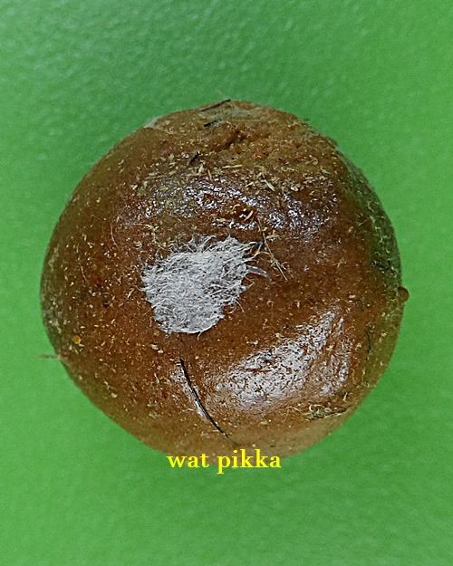 ลูกอมว่าน108ผสมชานหมาก+เกศา ญาท่านเขียน ป่าช้าโพนสิม อุบลราชธานี *.B837.*