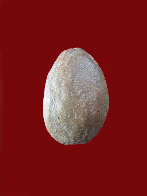 $ นางกวักเนื้อดิน หลวงปู่ทาบ วัดกระบกขึ้นผึ้ง จ.ระยอง ปี ๒๕๐๕