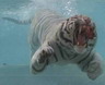 whitetiger