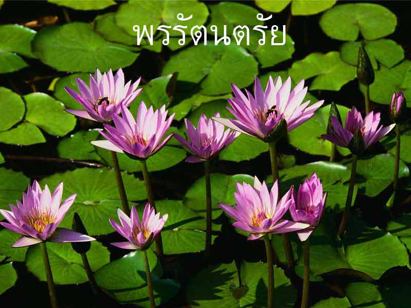 แผนที่ ร้านพรรัตนตรัย