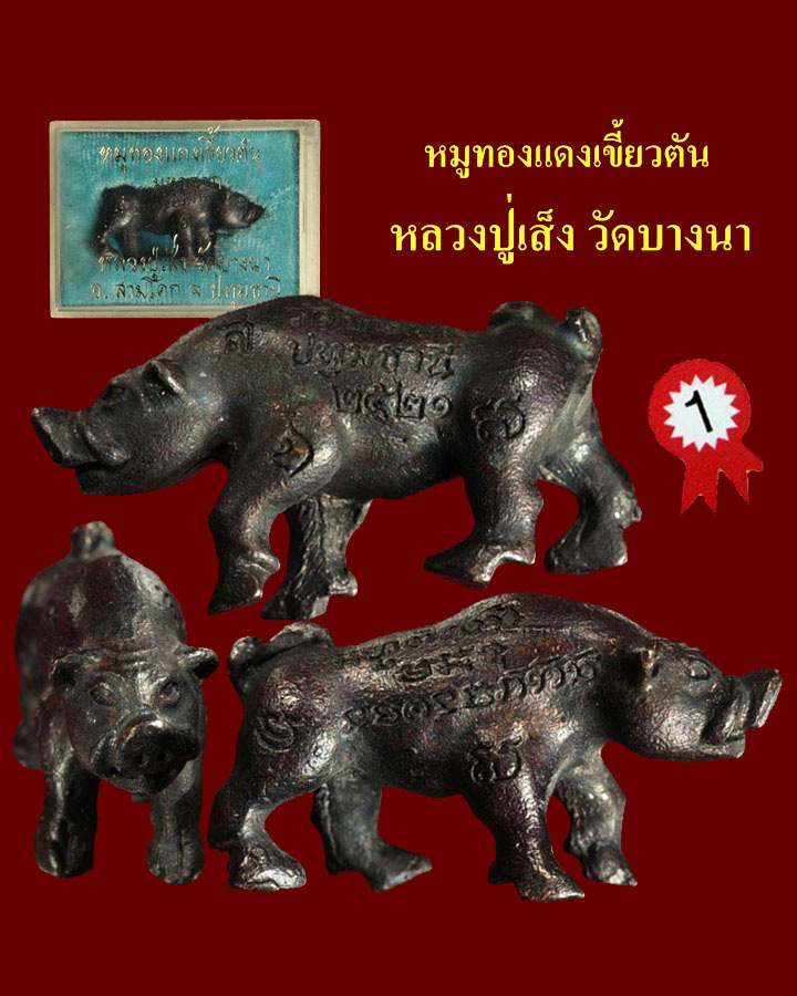 หมูทองแดงเขี้ยวตัน - 1