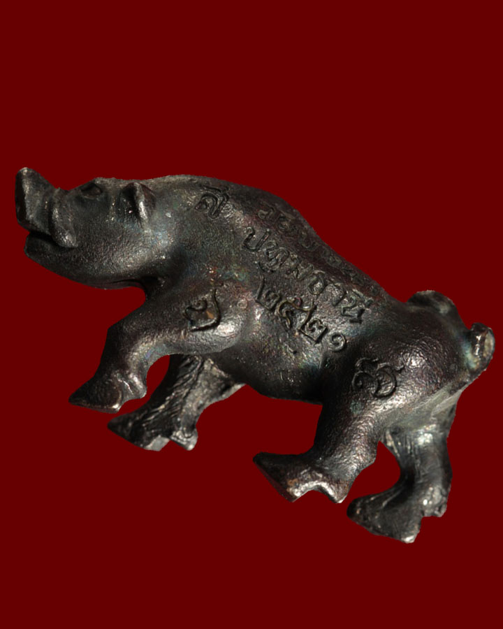 หมูทองแดงเขี้ยวตัน - 2