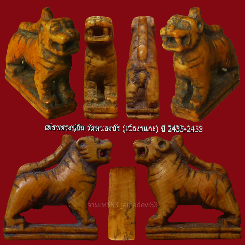 เสือหลวงปู่ยิ้ม เนื้องาแกะ ปี 2453 วัดหนองบัว - 4