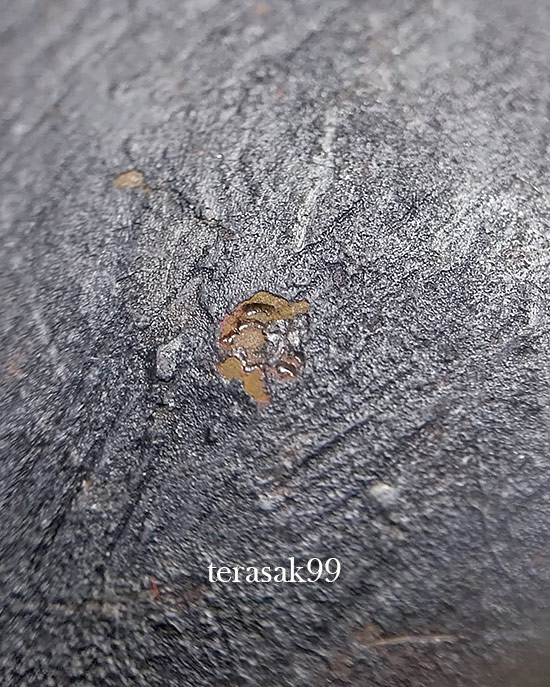 หลวงปู่ทวดพิมพ์หลังเตารีด พิมพ์ใหญ่A ปี2505 วัดคอกหมูโค๊ดหมู1ตัว สวยๆ(2) - 5